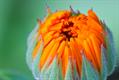 Calendula officinalis